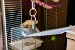Sugar Glider Platinum mannetje, Dieren en Toebehoren, Oktober, Mannelijk