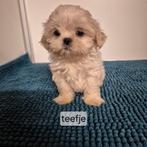 verschillende kleurtjes lieve raszuivere shih tzu pups, Overige rassen, 8 tot 15 weken, Meerdere, Meerdere dieren