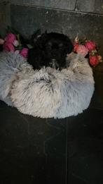 Boomer pups, Dieren en Toebehoren, Honden | Chihuahua's en Gezelschapshonden, Overige rassen, CDV (hondenziekte), 8 tot 15 weken