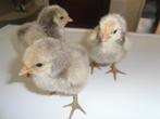 t.k. Orpington kuikens groot zilver zwart gezoomd, Dieren en Toebehoren, Pluimvee, Meerdere dieren, Kip