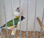 Koppel gouldamadine, Dieren en Toebehoren, Vogels | Overige Vogels, Meerdere dieren