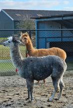 Grijze alpaca merrie, Dieren en Toebehoren, Overige Dieren, Maart, Vrouwelijk