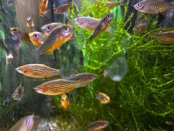 Parel danio’s (rasbora galaxy) beschikbaar voor biedingen