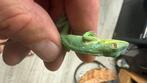 anolis blue equestris potior jonge mannen, Dieren en Toebehoren, Reptielen en Amfibieën, Amfibie, 0 tot 2 jaar