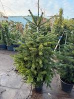 Nordman kerstbomen met wortels in pot hoog 175 cm pst 24,95, Tuin en Terras, Planten | Bomen, Ophalen, Bloeit niet, In pot, Volle zon