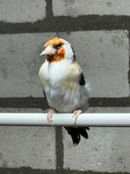 Eumo putter pop, Dieren en Toebehoren, Vogels | Overige Vogels, Vrouwelijk, Wildzangvogel