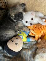 Pomchi pups., Dieren en Toebehoren, Honden | Niet-rashonden, CDV (hondenziekte), 8 tot 15 weken, Meerdere, Meerdere dieren