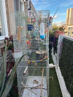 Vogelkooi, Dieren en Toebehoren, Ophalen of Verzenden, Gebruikt, Overige materialen, Vogelkooi