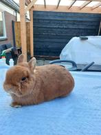 Te koop mooi Orange kleurdwerg rammetje!, Dieren en Toebehoren, Konijnen, Mannelijk, Dwerg, 0 tot 2 jaar