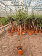 Olijfbomen 1.70mtr 35 euro !!, 100 tot 250 cm, Olijfboom, Zomer, Ophalen