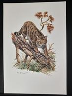 Wilde kat, Verzenden, 1980 tot heden, Zo goed als nieuw, Dier