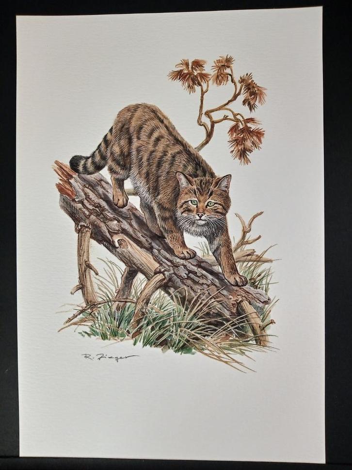 Wilde kat, Verzamelen, Foto's en Prenten, Zo goed als nieuw, Prent, Dier, 1980 tot heden, Verzenden