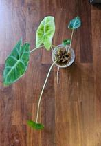 Alocasia Frydek (2x), Black Velvet, Huis en Inrichting, Ophalen of Verzenden, Halfschaduw, Minder dan 100 cm
