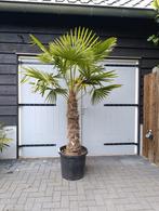 Winterharde palmboom trachycarpus fortunei, Tuin en Terras, Ophalen, Zomer, Volle zon, Palmboom