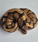 Python regius od yb double het desert ghost clown vrouw, Dieren en Toebehoren, Reptielen en Amfibieën, Slang