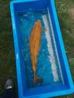 Chagoi koi van 95 +cm Kohaku en tancho sanke, Karper of Koi