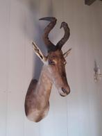 prachtige opgezette kop, Verzamelen, Ophalen, Zo goed als nieuw, Wild dier, Gewei of Kop