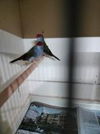 2 koppels dornastrildes, Dieren en Toebehoren, Vogels | Overige Vogels, Meerdere dieren