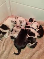 Bordercolliepups nog 3 teven 1 merle 2 zwart wit, Parvo, 8 tot 15 weken, Collie, Meerdere