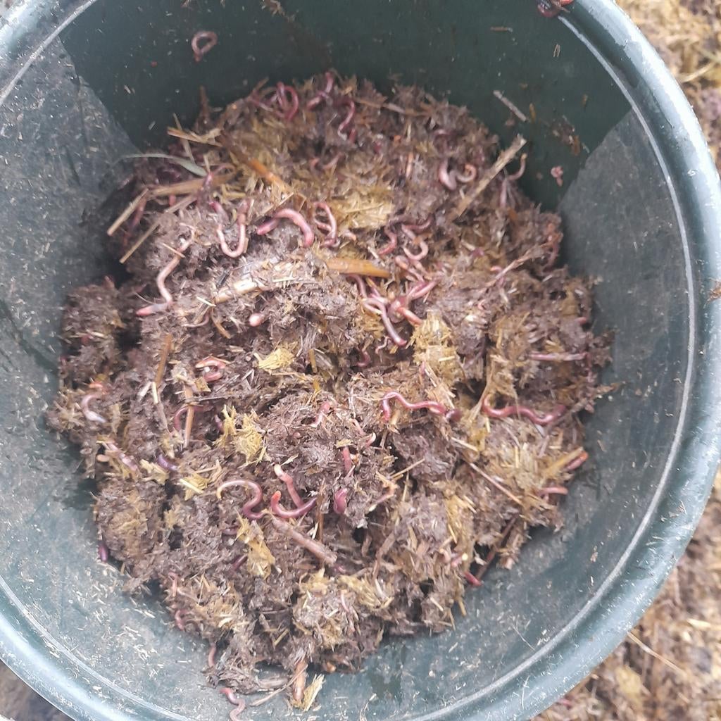 Compostwormen - Ideaal voor je tuin! Of om te vissen, Tuin en Terras, Aarde en Mest, Compost, Verzenden