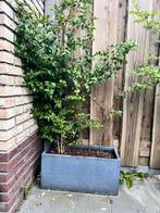2 plantenbakken inlusief inhoud, Tuin en Terras, Planten | Bomen, Ophalen, Halfschaduw, Overige soorten, 100 tot 250 cm