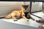 Shiba inu teefje met stamboom zoekt nieuw baasje, Rabiës (hondsdolheid), Overige rassen, 1 tot 2 jaar, Teef