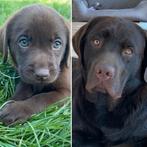 Prachtige chocobruine labradorpups, ouders HD/ED,ECVO getest, Dieren en Toebehoren, Honden | Retrievers, Spaniëls en Waterhonden