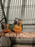 blauwkeel ara, Dieren en Toebehoren, Geslacht onbekend, Papegaai, Tam