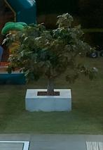 Grote vijgenboom, Ficus Carica (Antwerpen, België), Tuin en Terras, Planten | Bomen, In pot, Lente, Overige soorten, Volle zon