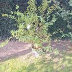 Lagerstroemia Indica - Mooie volle struik 150cm, Ophalen, Volle zon, Overige soorten