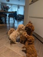 Prachtige toy poedel pups, Poedel, Parvo, 8 tot 15 weken, Meerdere