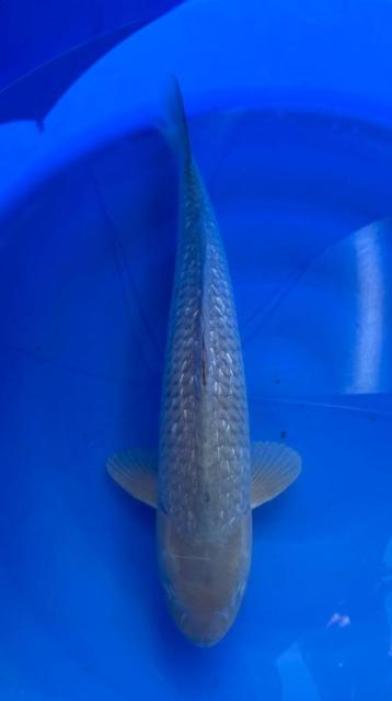 Chagoi/Soragoi Marusei Hirasawa | Koikarpers  | Nisai vissen beschikbaar voor biedingen