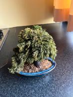 Klein boompje, bonsai?, Ophalen, Bonsai, Volle zon, Minder dan 100 cm