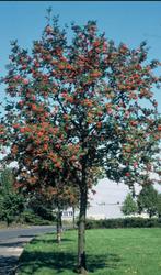 Lijsterbes, Tuin en Terras, Ophalen