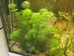 Cabomba aquarium plant the ruil, Dieren en Toebehoren, Vissen | Aquaria en Toebehoren, Ophalen, Zo goed als nieuw, Plant(en), Steen of Hout