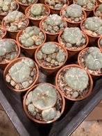 Lophophora Williamsii Caespitosa, 6 cm planten, Ophalen of Verzenden, Overige soorten, Volle zon