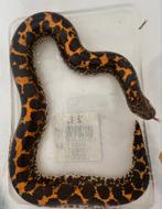 Hand tame 0.1 Kenyan Sand Boa CB2023, Dieren en Toebehoren, Reptielen en Amfibieën, Slang, 0 tot 2 jaar