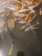 Koi karpers, Dieren en Toebehoren, Vissen | Vijvervissen, Karper of Koi