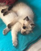 Laatste ragdoll kitten seal point poesje mag verhuizen, Dieren en Toebehoren, Katten en Kittens | Raskatten | Langhaar, Poes, Gechipt