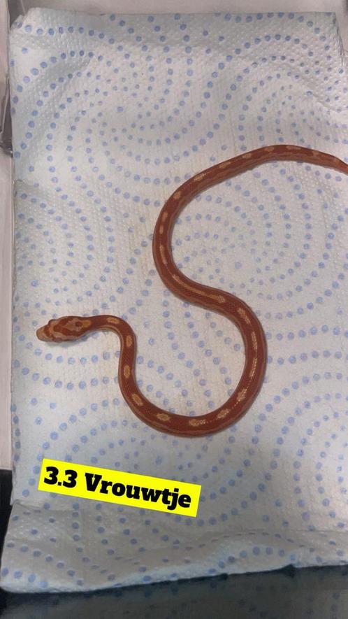 Jong nestje Rattenslangen, Dieren en Toebehoren, Reptielen en Amfibieën, Slang, 0 tot 2 jaar, Tam