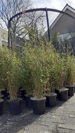 Bamboe planten in pot gekweekt, Tuin en Terras, Planten | Bomen, In pot, Overige soorten, Bloeit niet, Ophalen