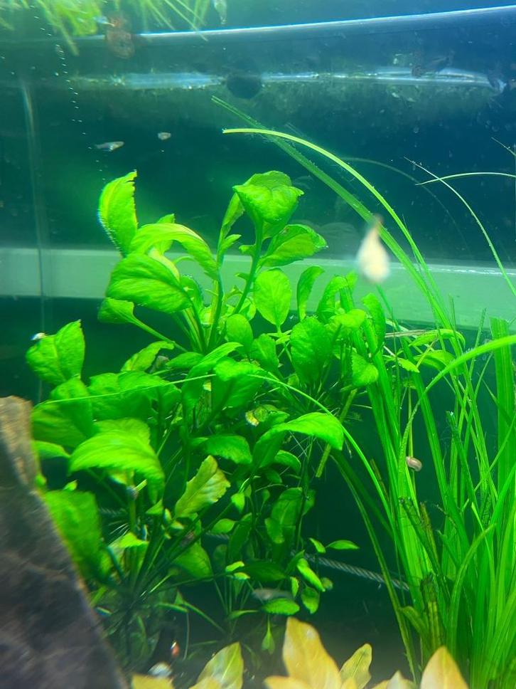 Hydrocotyle leucocephala – Snelgroeiende klimplant, Dieren en Toebehoren, Vissen | Aquaria en Toebehoren, Nieuw, Plant(en), Steen of Hout