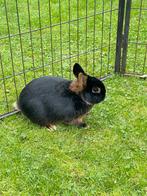 Lief en mak Dwerg Tan konijn voedster, Dieren en Toebehoren, Konijnen, Vrouwelijk, Dwerg