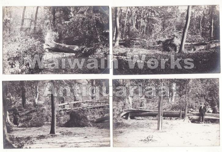 5 fotokaarten storm omgewaaide bomen vermoedelijk Den Haag, Verzamelen, Ansichtkaarten | Nederland, Ongelopen, Zuid-Holland, Voor 1920