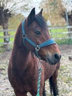 Verzorger gezocht Leersum voor pony, Dieren en Toebehoren, Stalling en Weidegang