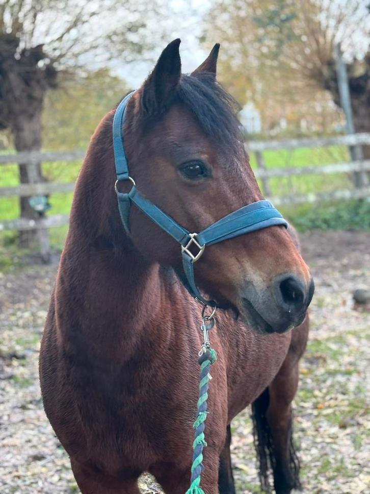 Verzorger gezocht Leersum voor pony, Dieren en Toebehoren, Stalling en Weidegang