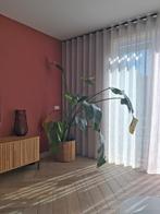 Strelitzia Nicolai Paradijsvogelplant inclusief pot, Huis en Inrichting, Kamerplanten, Ophalen, Overige soorten