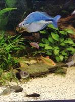 tropische vissen, Vis, Zoetwatervis, Schoolvis