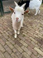 Lieve dwergbok CL/CAE vrij, Q-koorts geënt, Dieren en Toebehoren, Mannelijk, Geit, 0 tot 2 jaar
