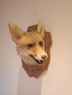 Taxidermie opgezette vossenkop, Ophalen of Verzenden, Gebruikt, Wild dier, Gewei of Kop